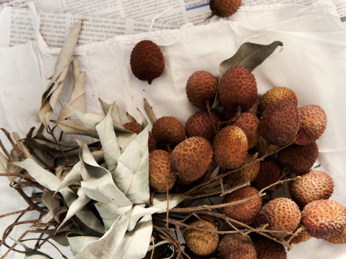 Fungi for our health