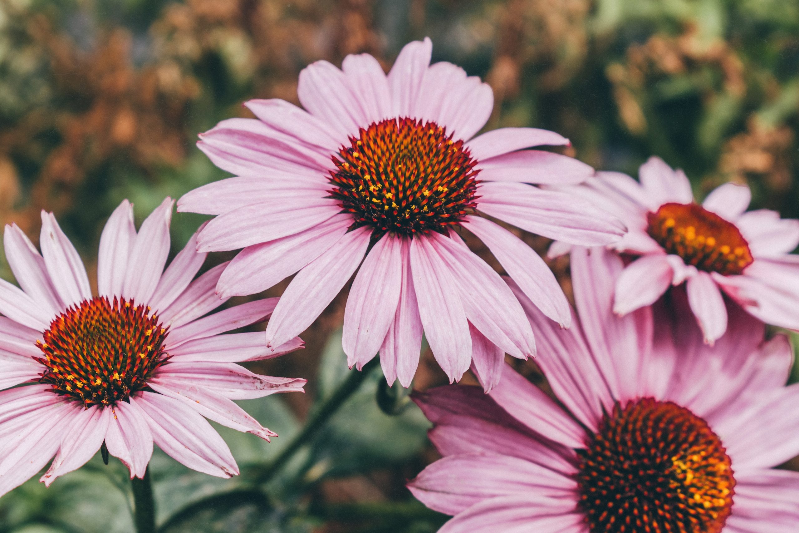 Echinacea purpurea Herb