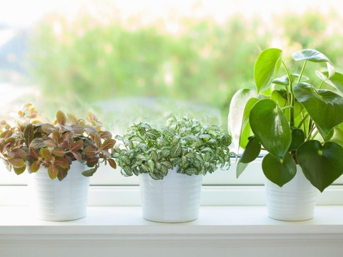 9 plants to purify indoor air