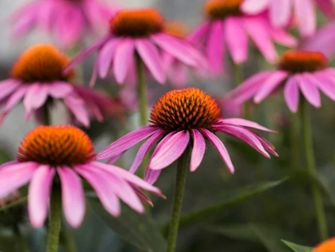 7 health benefits of echinacea